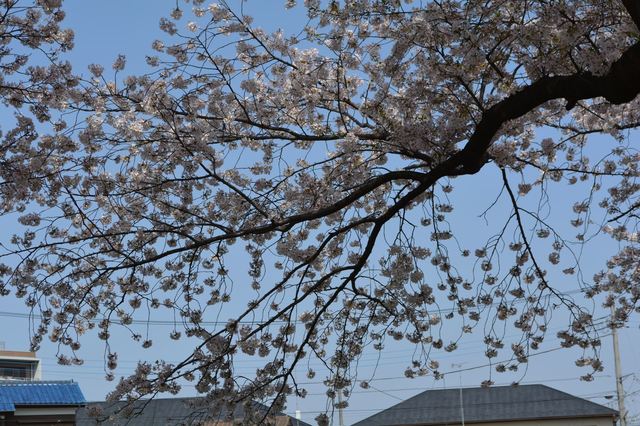 DSC_0050_R.JPG