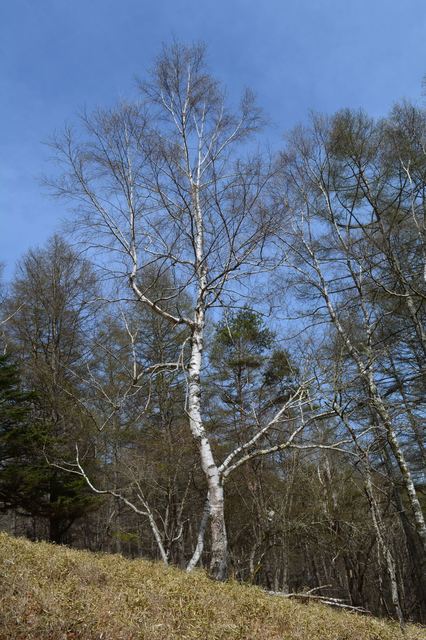 DSC_0312_R.JPG